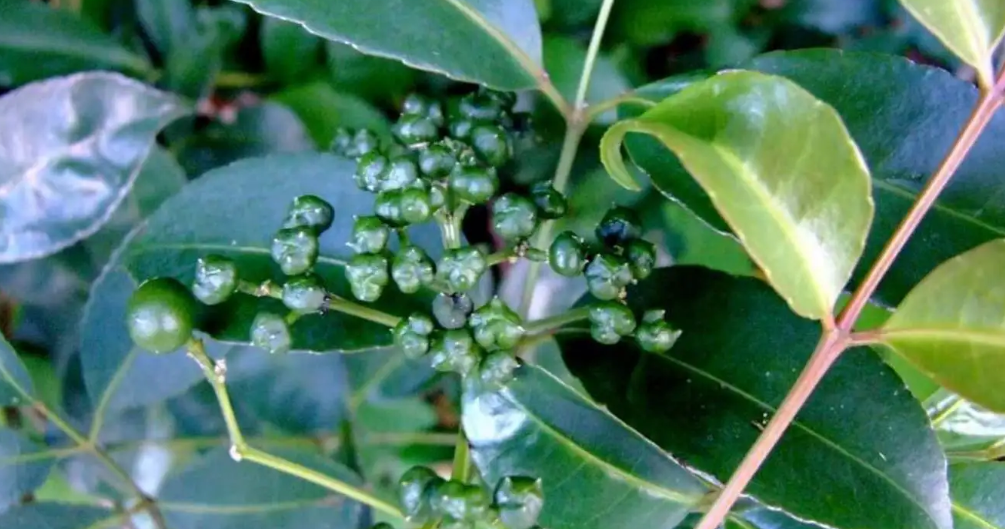 山香圆叶-万荀网