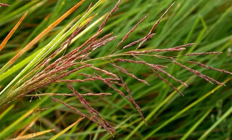 图片[2]-千金子霜-万荀网