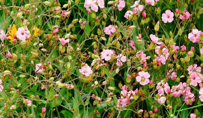 王不留行-万荀网