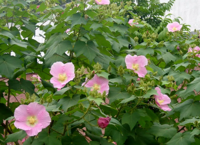 木芙蓉叶-万荀网