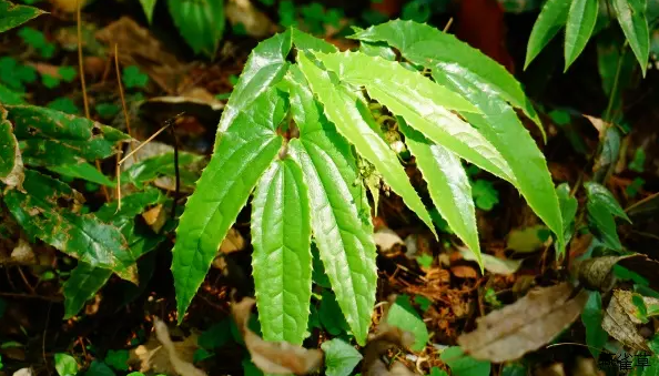 巫山淫羊藿-万荀网