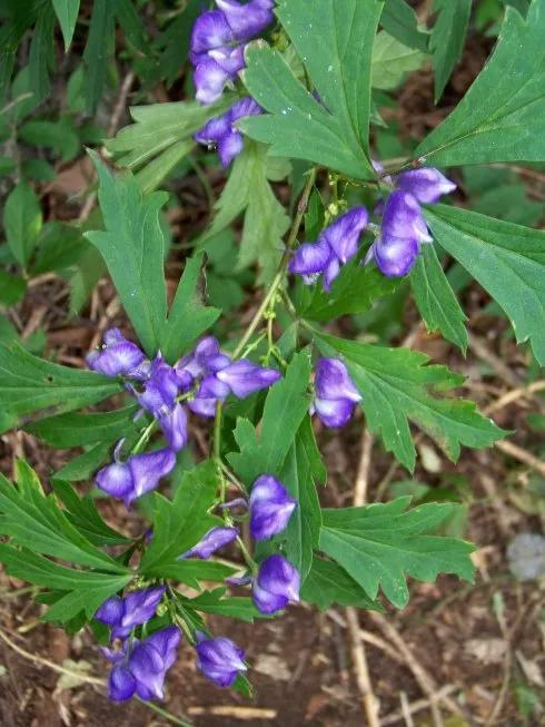 图片[1]-川乌-万荀网