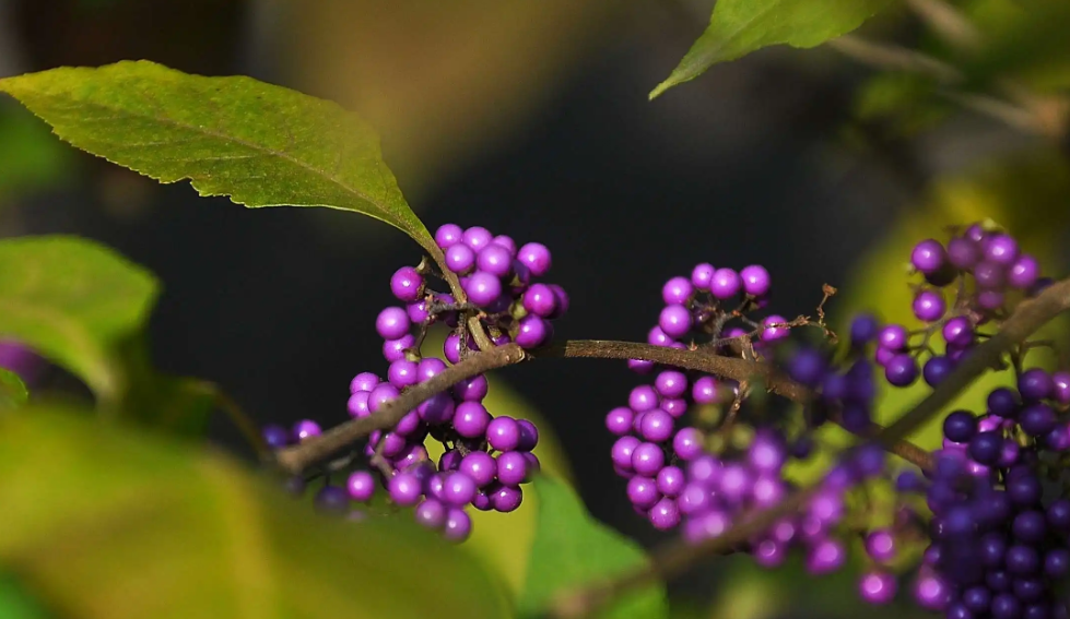 广东紫珠-万荀网