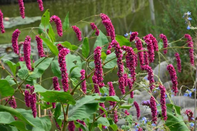 水红花子-万荀网