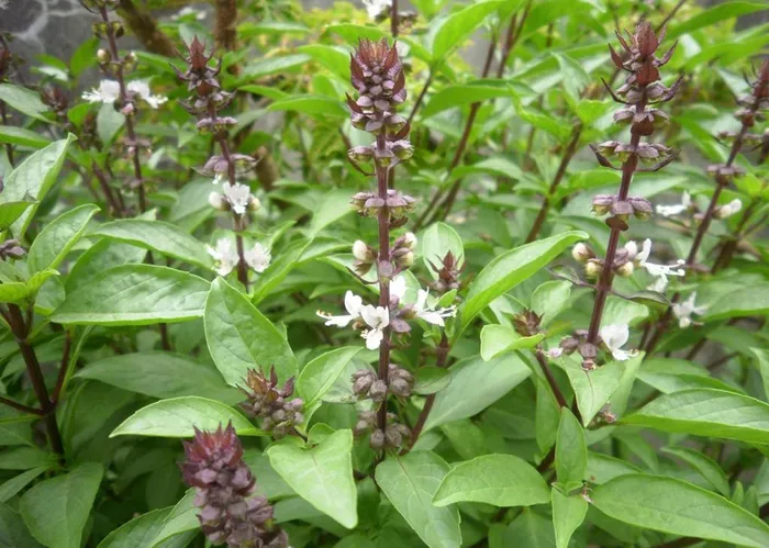 丁香罗勒油-万荀网