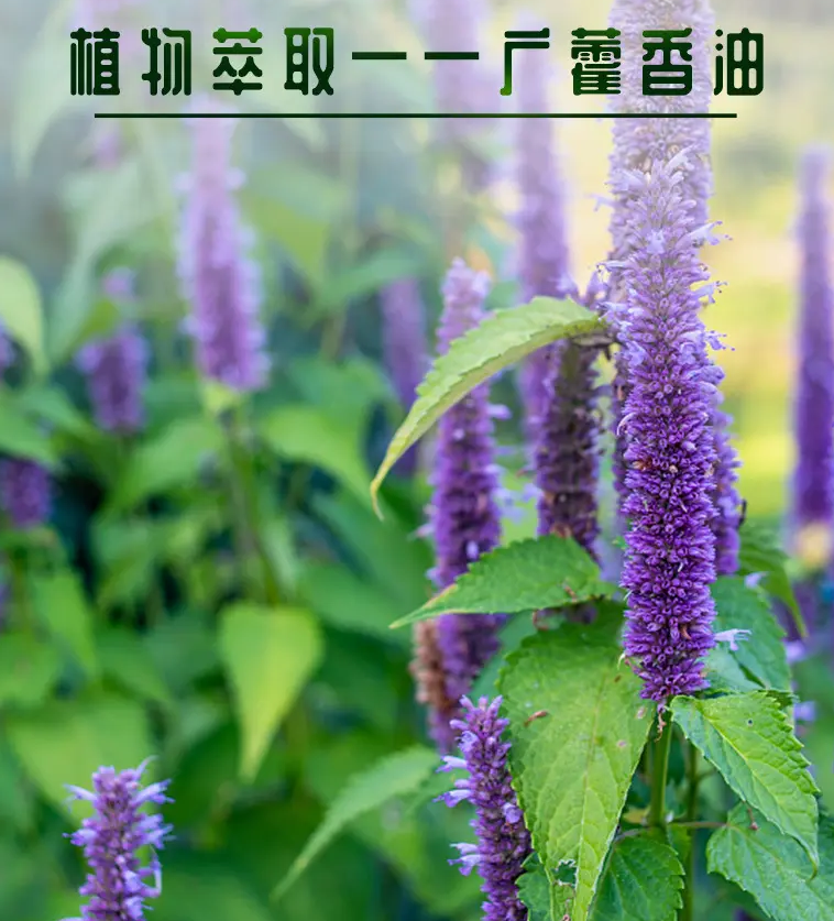 广藿香油-万荀网