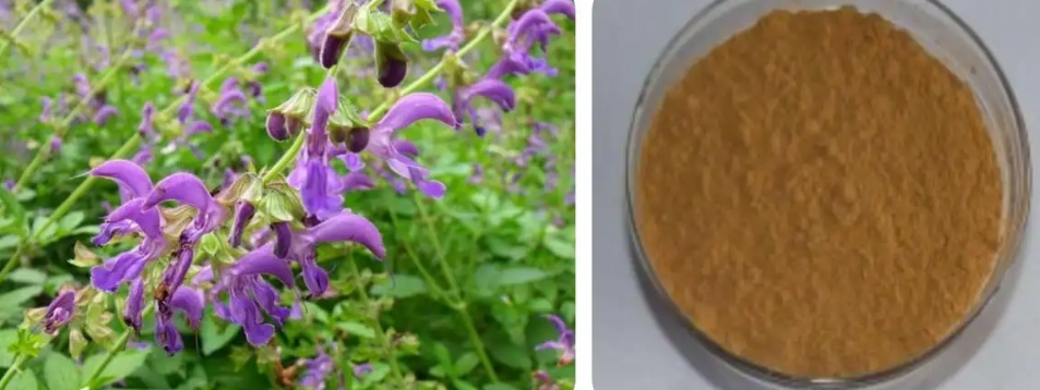 丹参水提物（丹参总酚酸提取物）-万荀网