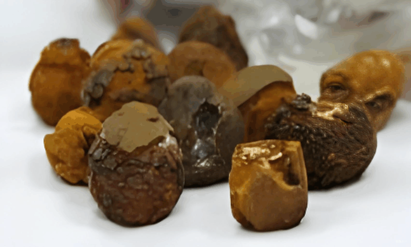 体外培育牛黄-万荀网