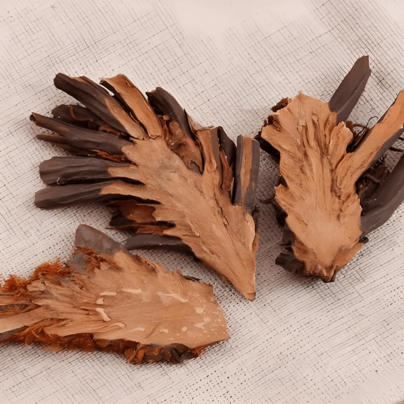 绵马贯众炭-万荀网