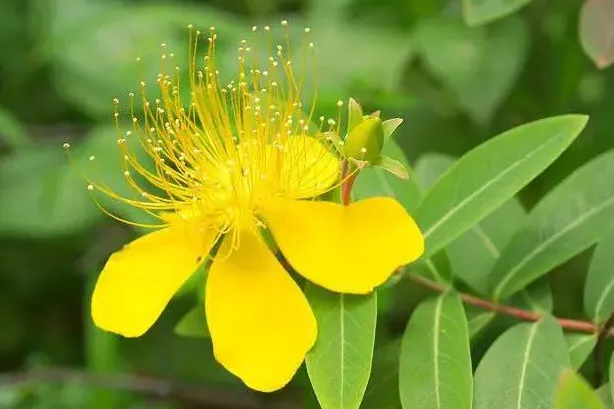 贯叶金丝桃-万荀网