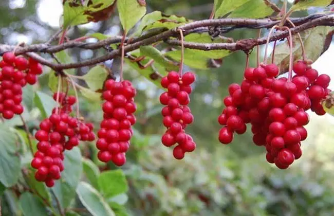 南五味子-万荀网