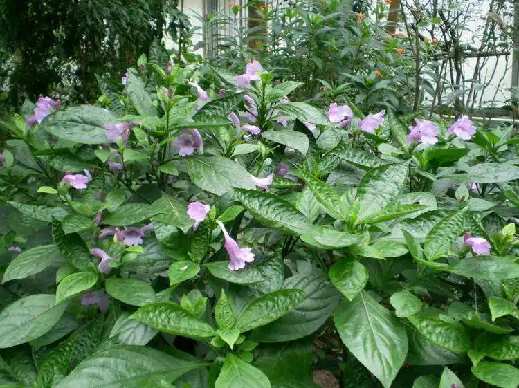 南板蓝根-万荀网