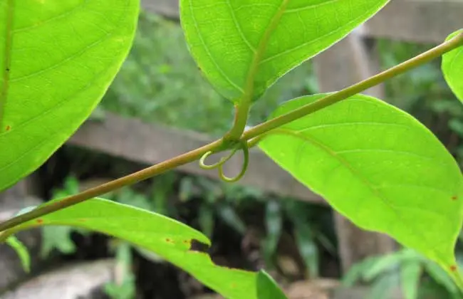 图片[2]-钩藤-万荀网