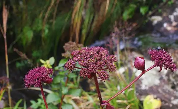 紫花前胡-万荀网