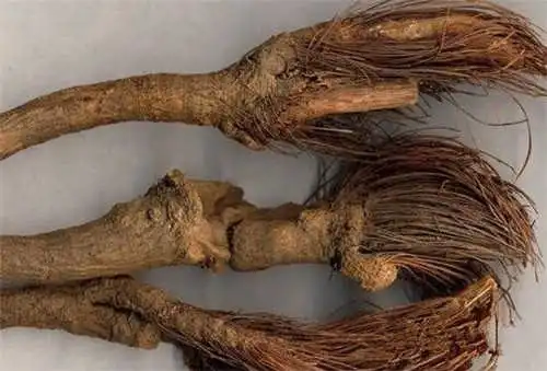 禹州漏芦-万荀网