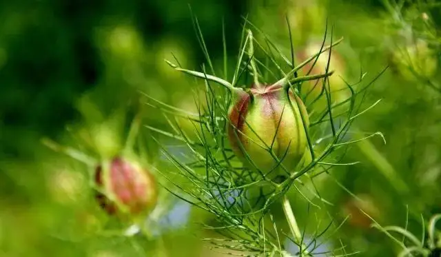 黑种草子-万荀网