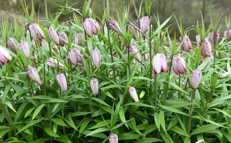 湖北贝母-万荀网