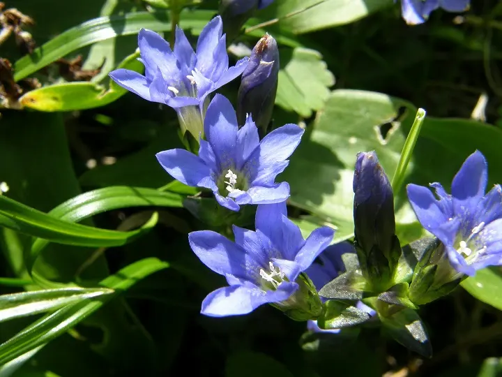 金龙胆草-万荀网
