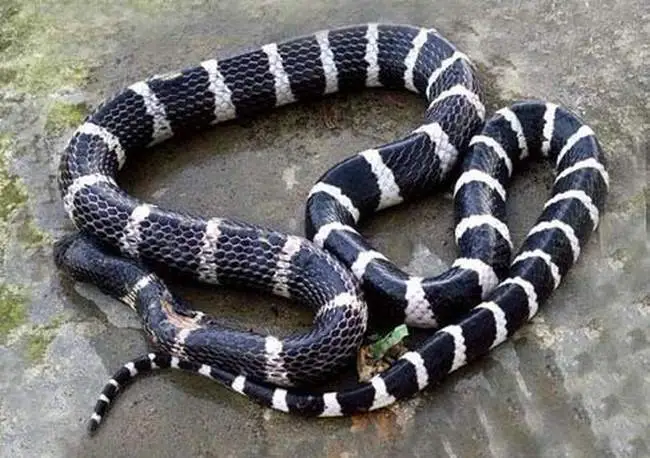 金钱白花蛇-万荀网