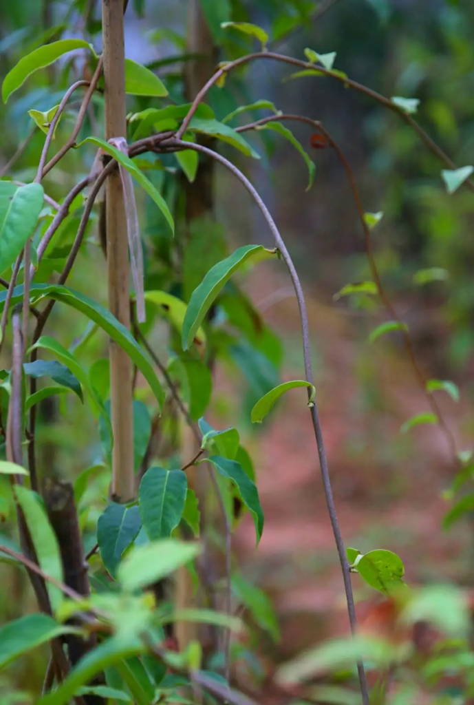 滇鸡血藤-万荀网