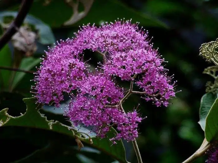 裸花紫珠-万荀网