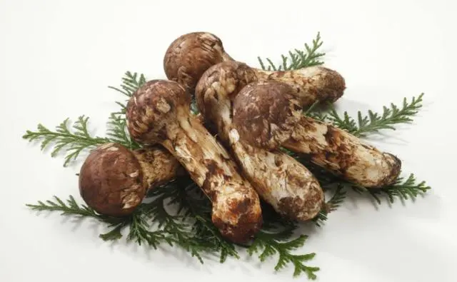 图片[7]-9种中国的顶级食材，每一种食材都是宝藏-万荀网