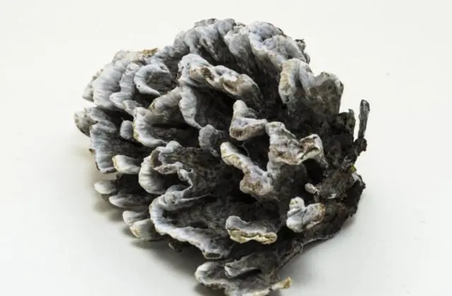 图片[3]-9种中国的顶级食材，每一种食材都是宝藏-万荀网