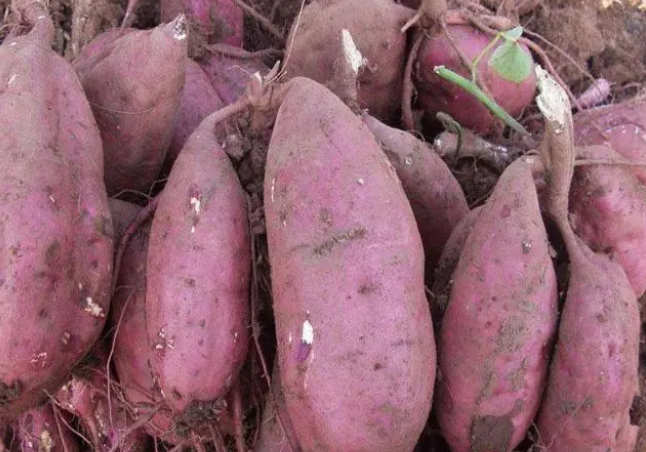 为什么正宗的红薯粉条城里人都不愿意买-万荀网