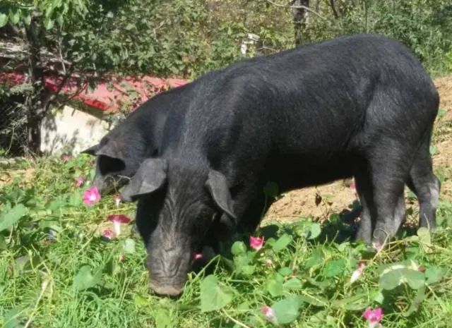 9种中国的顶级食材，每一种食材都是宝藏-万荀网